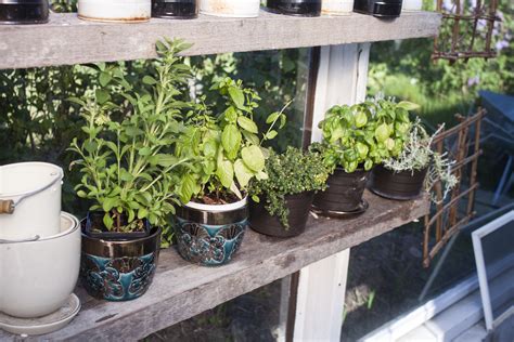 4 Tips For Creating An Indoor Apartment Garden The Humble Gardener