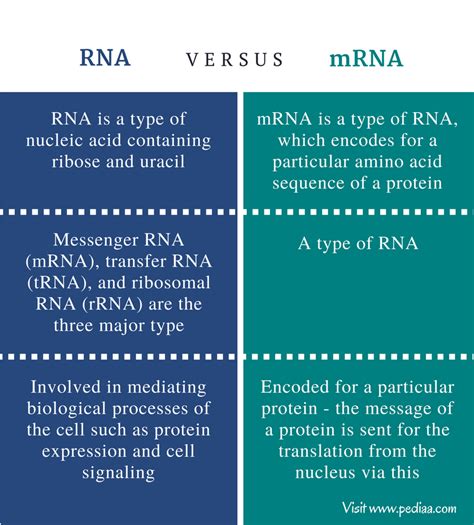 Difference Between Rna And Mrna Definition Types Function Differences