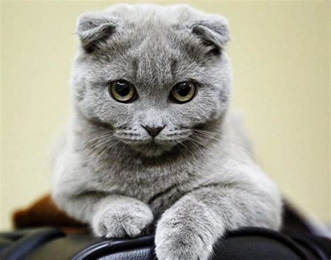 los 19 gatos más hermosos del mundo gorgeous cats cat scottish fold pretty cats