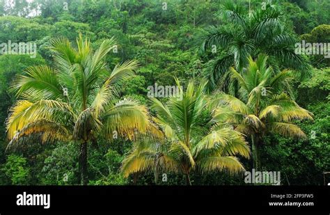 Tropical Coconut Palms In High Humidity Rain Forest Coconut Trees In