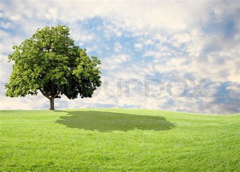 Green Tree Nature Landscape On Cloud Stock Image Colourbox