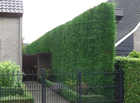 In most cases, it is not possible to pinpoint one single cause. Tall narrow Green Leylandii hedge Cupressocyparis ...