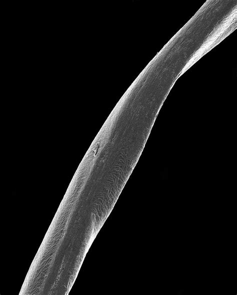 Believe it or not there are specific products designed for those who wish to colour their pubic hair. Human Pubic Hair Photograph by Dennis Kunkel Microscopy ...