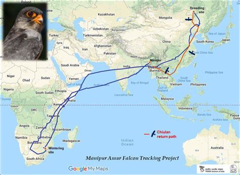 Satellite Tagged Amur Falcons Fly 30000 Km Birdguides