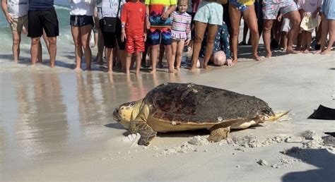 Sea Turtle Released Back Into Gulf From Inlet Beach