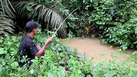 We did not find results for: mancing di sungai kecil banyak yang banyak ikan lele nya ...