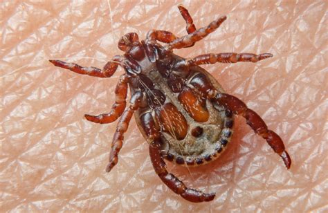 Tick And Flea Control Evans Pest Control Philadelphias Trusted