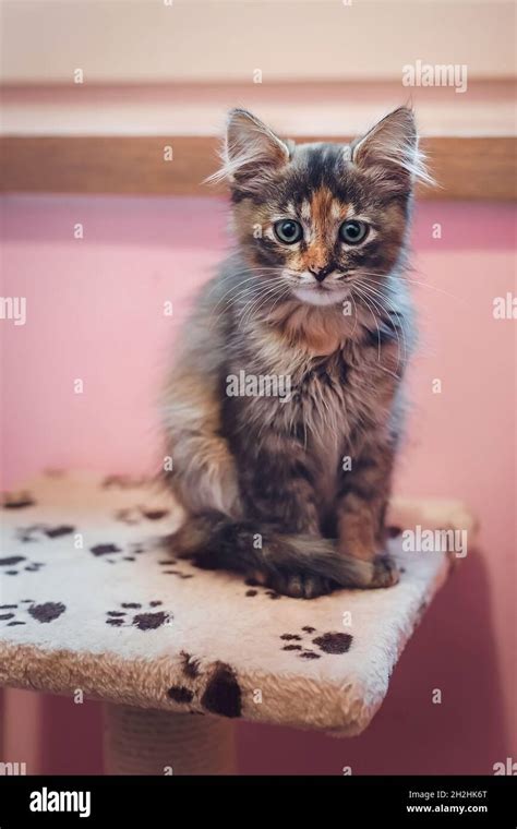 Portrait Of Cute Tabby Kitten Sitting On The Top Of A Cat Scratcher