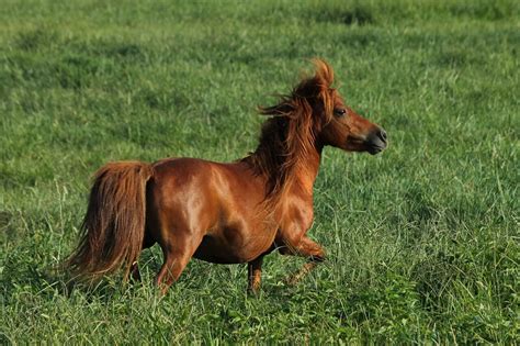 Top 7 Miniature Horse Training Tips Horses And Foals
