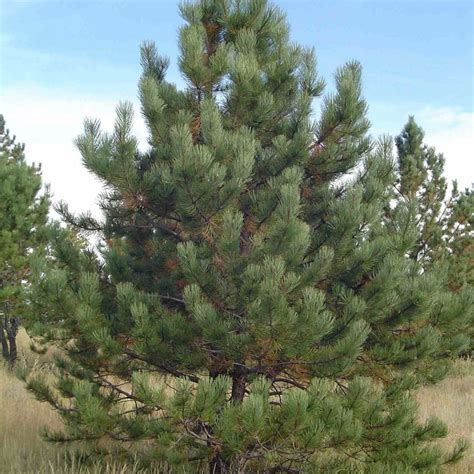 Ponderosa Pine Pinus Ponderosa 10 Seeds