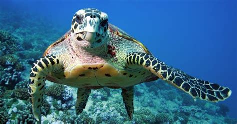 Sea Turtle Animal Facts Az Animals