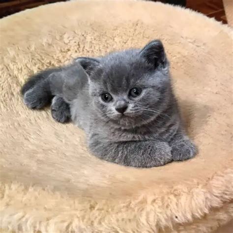 How Much Does A British Shorthair Cost The Definitive 2022 Guide