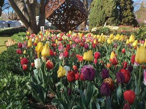 Tulip Time Festival Nsw Holidays And Accommodation Things To Do