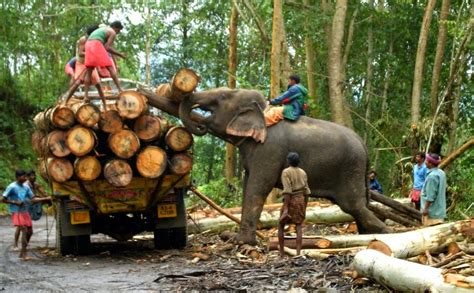 Kerala Tourism Elephants Used In Logging In Kerala Forests