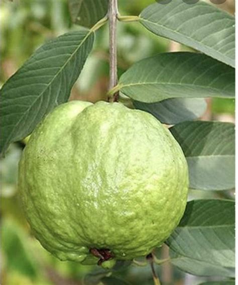White Guava Plant 1 Starter Live Tropical Fruit Tree Sapodilla Gardens