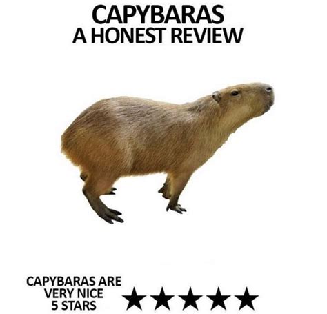 Capybaras Meme Capybaras Know Your Meme