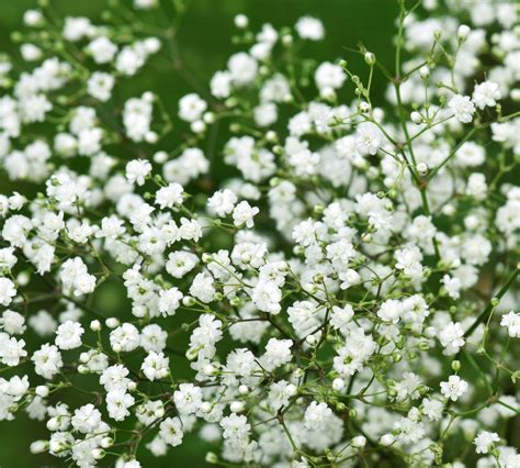 Babys Breath Plant Care And Growing Guide
