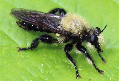If you see large black bumble bees in your yard. Bumble Bee Mimic Robber Fly - What's That Bug?