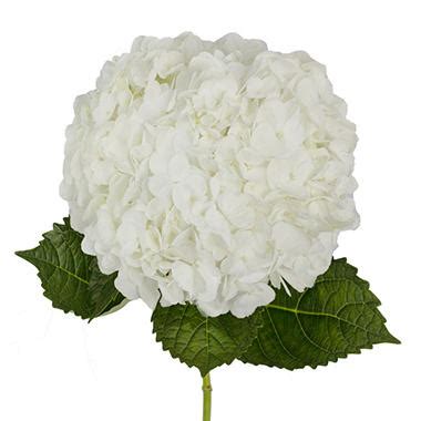 Sam and dave wedding flowers, flower decorations, design. Premium Hydrangea, White (30 stems) - Sam's Club