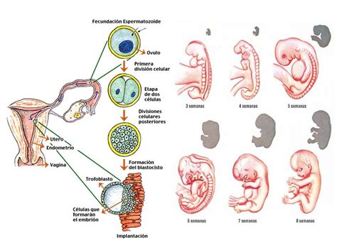 Blog Prueba Eve Embriolog A Humana Primera Semana