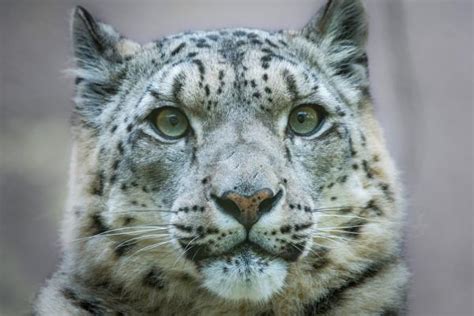 Leopardo De Las Nieves Panthera Uncia Características Hábitat