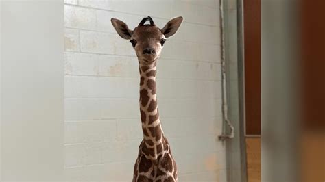 Como Zoo Welcomes Baby Giraffe 5 Eyewitness News
