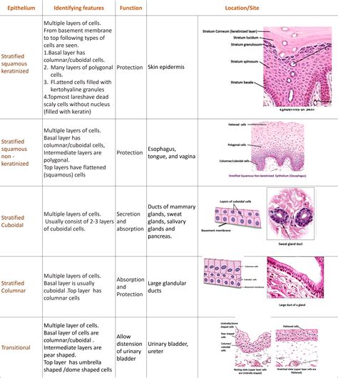 Types Of Epithelial Cells With Examples Easybiologycl
