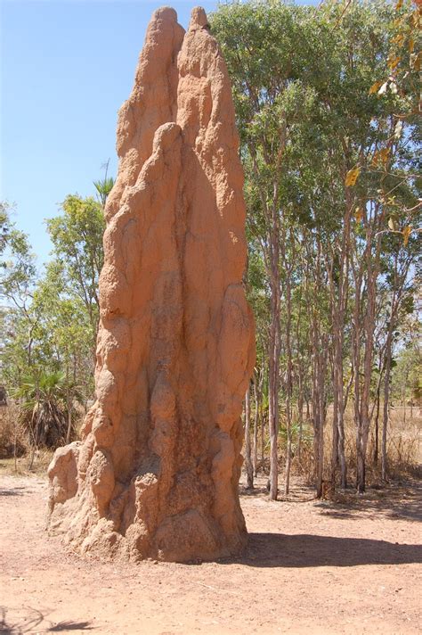 Termite Giant Termite