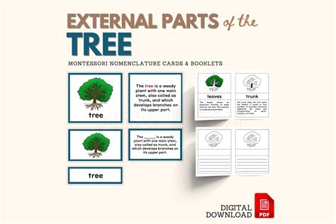 Parts Of The Tree Montessori Botany Nomenclature 5 Part Cards With