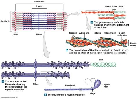 Thick and thin filaments. | Human anatomy and physiology, Physiology