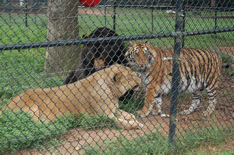 Help Noahs Ark Animal Sanctuary To Raise The Fence Geek