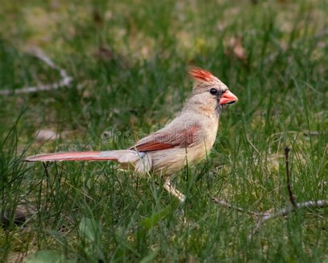 Close Up Of Female Cardinal Stock Image Image Of Animal Wildlife