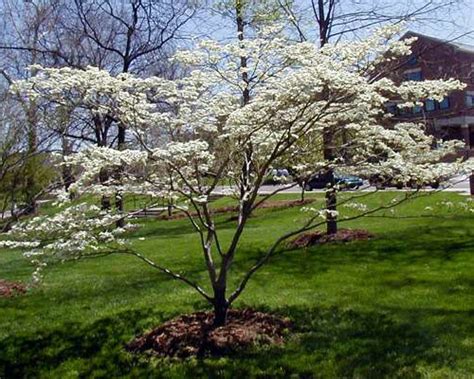 It starts flowering about the same time flowering dogwood quits flowering. Flowering Dogwood | Grey Towers