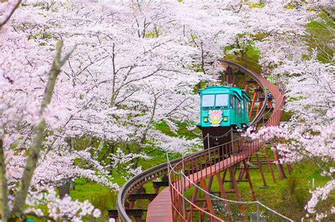 Use japan cherry blossom 2019 forecast to find out the best time to visit and where to go for the best views while. Japan's First Cherry Blossom Forecast Arrives for 2019 | AFAR