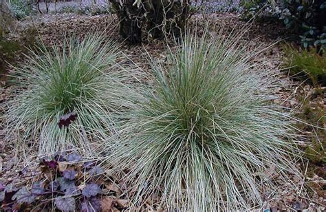 29 Ornamental Grasses And How To Grow Them