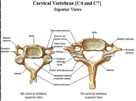 7 Cervical Vertebrae Corewalking