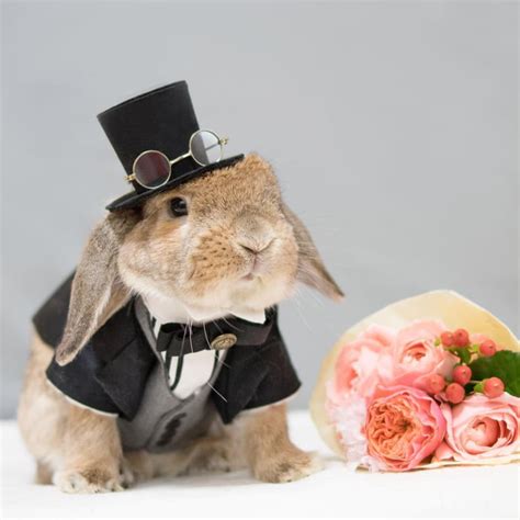 Meet Puipui The Worlds Most Stylish Bunny 9gag