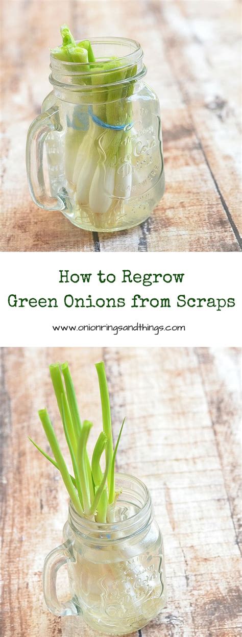 Trimming onions is very simple. How to Regrow Green Onions from Scraps | Regrow green ...