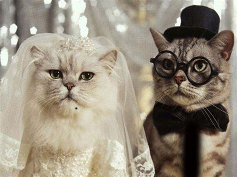 With this application you can share your favorite wallpaper in categories like funny cat wallpaper or cool cat wallpapers. Funny Cats Wallpapers Free Download | Wallpaper HD And ...