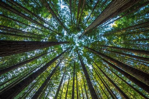 Sequoias O Secuoyas Los árboles Más Magníficos Del Mundo