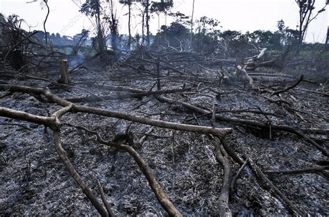 Congo Deforestation Stock Image C0064485 Science Photo Library