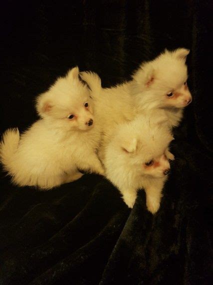 Pomeranian Puppies For Sale Florida Boulevard La 261977