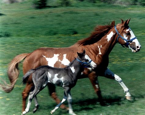 Paint Horse And Foal Baby Horse Paint Mare Mother Foal Hd
