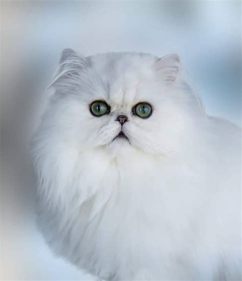 Persian cat breeders near me - MISHKANET.COM