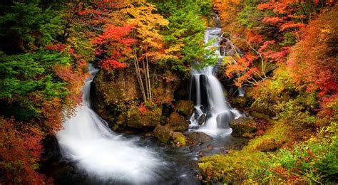 Download Leaf Tree Fall Forest Nature Waterfall Hd Wallpaper