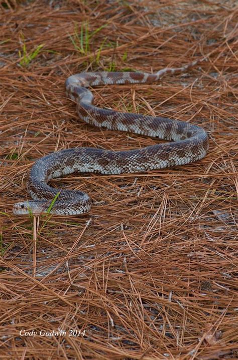 Florida Pine Snake — The Wildlife Society Florida Chapter