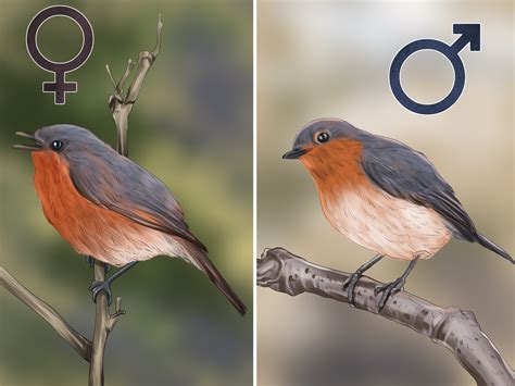 Tell A Male Robin From A Female Robin 3 Key Differences
