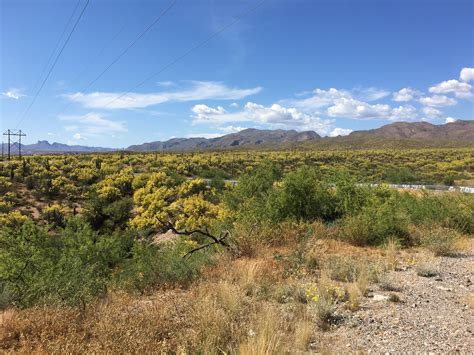 The Sonoran Desert Is In Full Bloom Kearny Az Rpics