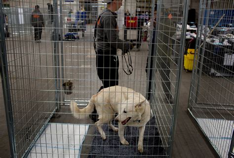 Temporary Shelter Opens For Pets Of Owners Displaced By Hurricane Sandy