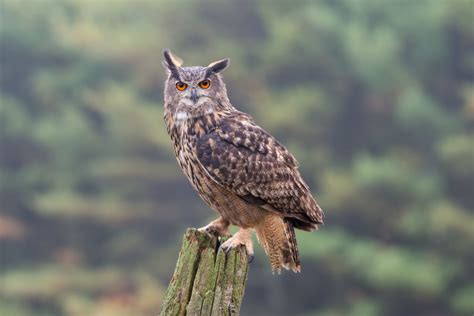 The Eurasian Eagle Owl